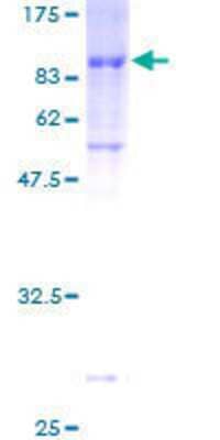 SDS-PAGE: Recombinant Human ZNF165 GST (N-Term) Protein [H00007718-P01]