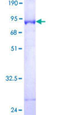 SDS-PAGE: Recombinant Human RNF113A GST (N-Term) Protein [H00007737-P01]