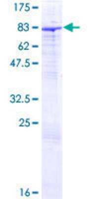 SDS-PAGE: Recombinant Human ZNF189 GST (N-Term) Protein [H00007743-P01]