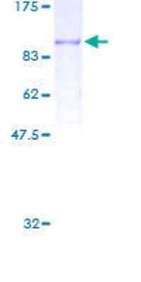 SDS-PAGE: Recombinant Human Zyxin GST (N-Term) Protein [H00007791-P01]