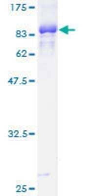 SDS-PAGE: Recombinant Human TFEB GST (N-Term) Protein [H00007942-P01]