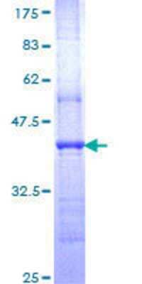 SDS-PAGE: Recombinant Human NR4A3/NOR1 GST (N-Term) Protein [H00008013-Q01]