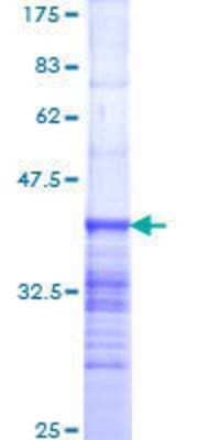 SDS-PAGE: Recombinant Human NUP214 GST (N-Term) Protein [H00008021-Q01]