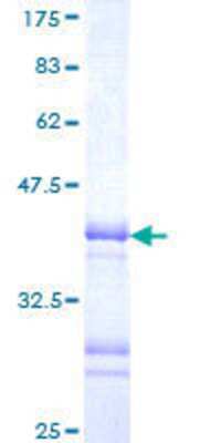 SDS-PAGE: Recombinant Human LHX3 GST (N-Term) Protein [H00008022-Q01]