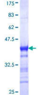 SDS-PAGE: Recombinant Human RIP140 GST (N-Term) Protein [H00008204-Q01]