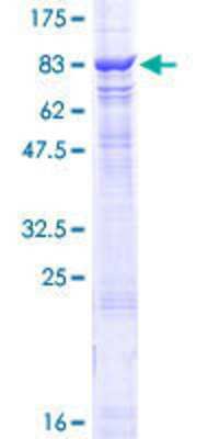 SDS-PAGE: Recombinant Human CHAF1B GST (N-Term) Protein [H00008208-P01]