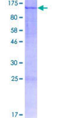 SDS-PAGE: Recombinant Human LZTR1 GST (N-Term) Protein [H00008216-P01]