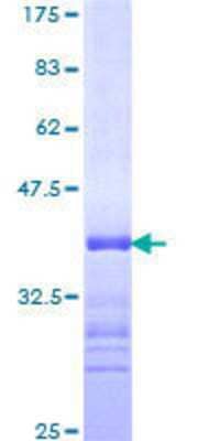 SDS-PAGE: Recombinant Human ARID1A GST (N-Term) Protein [H00008289-Q01]