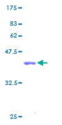 SDS-PAGE: Recombinant Human HIST1H4I GST (N-Term) Protein [H00008294-P01]