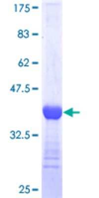 SDS-PAGE: Recombinant Human EOMES GST (N-Term) Protein [H00008320-Q01]