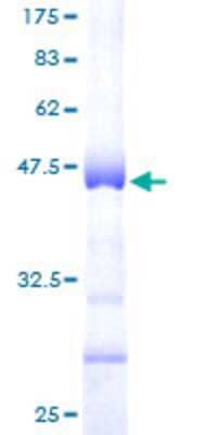 SDS-PAGE: Recombinant Human Histone H3.1 GST (N-Term) Protein [H00008353-P01]