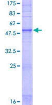 SDS-PAGE: Recombinant Human OR1E1 GST (N-Term) Protein [H00008387-P01]