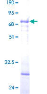 SDS-PAGE: Recombinant Human SLC25A11 GST (N-Term) Protein [H00008402-P02]