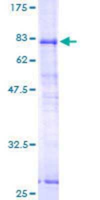 SDS-PAGE: Recombinant Human SRPX GST (N-Term) Protein [H00008406-P01]