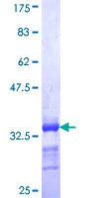 SDS-PAGE: Recombinant Human EEA1 GST (N-Term) Protein [H00008411-Q01]