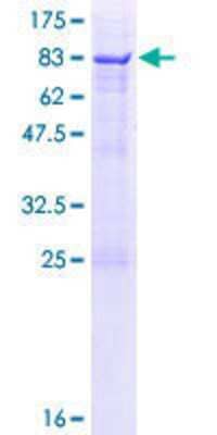 SDS-PAGE: Recombinant Human SDPR GST (N-Term) Protein [H00008436-P01]