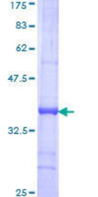 SDS-PAGE: Recombinant Human TEAD2 GST (N-Term) Protein [H00008463-Q01]