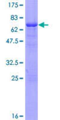 SDS-PAGE: Recombinant Human COP9 GST (N-Term) Protein [H00008533-P01]