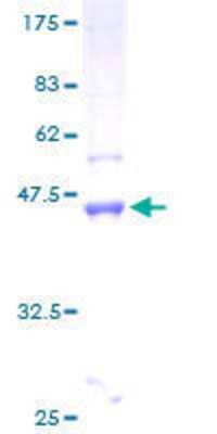 SDS-PAGE: Recombinant Human LMO4 GST (N-Term) Protein [H00008543-P01]