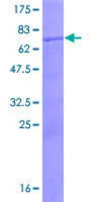 SDS-PAGE: Recombinant Human BLZF1 GST (N-Term) Protein [H00008548-P01]