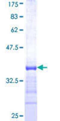 SDS-PAGE: Recombinant Human KHSRP GST (N-Term) Protein [H00008570-Q01]