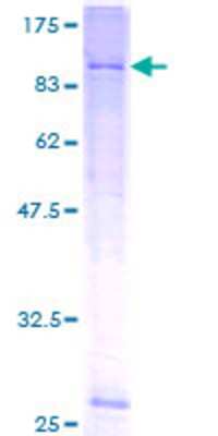 SDS-PAGE: Recombinant Human KCNK5 GST (N-Term) Protein [H00008645-P01]