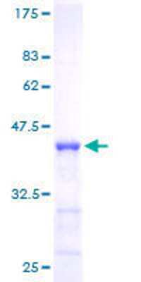 SDS-PAGE: Recombinant Human Numb GST (N-Term) Protein [H00008650-P01]