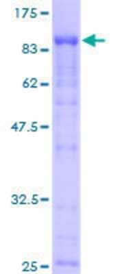 SDS-PAGE: Recombinant Human eIF4GII GST (N-Term) Protein [H00008672-P01]