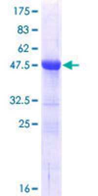 SDS-PAGE: Recombinant Human SFRS9 GST (N-Term) Protein [H00008683-P01]