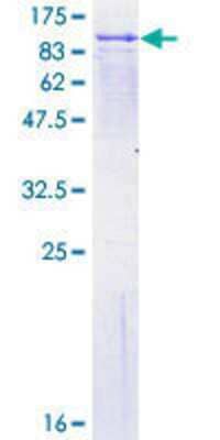 SDS-PAGE: Recombinant Human FPGT GST (N-Term) Protein [H00008790-P01]