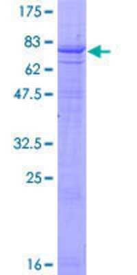 SDS-PAGE: Recombinant Human DYRK4 GST (N-Term) Protein [H00008798-P01]