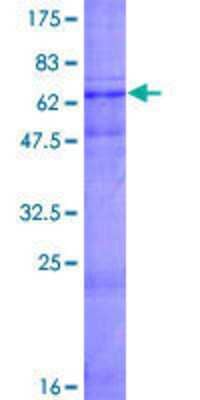 SDS-PAGE: Recombinant Human WISP3 GST (N-Term) Protein [H00008838-P01]