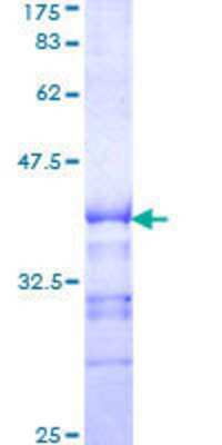 SDS-PAGE: Recombinant Human KSR1 GST (N-Term) Protein [H00008844-Q01]