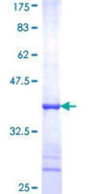 SDS-PAGE: Recombinant Human DDX18 GST (N-Term) Protein [H00008886-Q01]