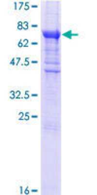 SDS-PAGE: Recombinant Human eIF2B3 GST (N-Term) Protein [H00008891-P01]