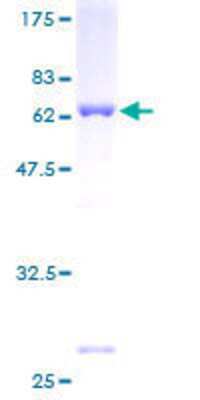 SDS-PAGE: Recombinant Human EIF2B2 GST (N-Term) Protein [H00008892-P01]