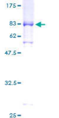 SDS-PAGE: Recombinant Human Cyclin A1 GST (N-Term) Protein [H00008900-P01]