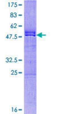 SDS-PAGE: Recombinant Human CXX1 GST (N-Term) Protein [H00008933-P01]