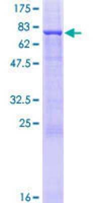 SDS-PAGE: Recombinant Human TAF148 GST (N-Term) Protein [H00009015-P01]