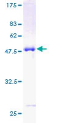 SDS-PAGE: Recombinant Human CLIC3 GST (N-Term) Protein [H00009022-P01]