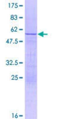 SDS-PAGE: Recombinant Human RPL14 GST (N-Term) Protein [H00009045-P01]