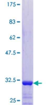 SDS-PAGE: Recombinant Human TMSB4Y GST (N-Term) Protein [H00009087-P01]