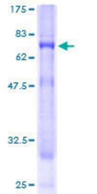 SDS-PAGE: Recombinant Human Synaptogyrin 3 GST (N-Term) Protein [H00009143-P01]