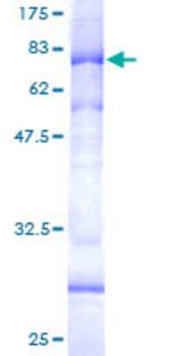 SDS-PAGE: Recombinant Human AP4M1 GST (N-Term) Protein [H00009179-P01]