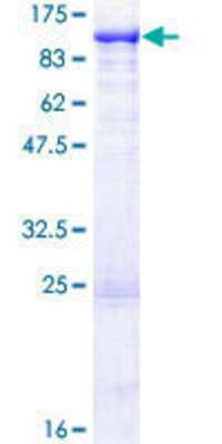 SDS-PAGE: Recombinant Human DREF GST (N-Term) Protein [H00009189-P01]