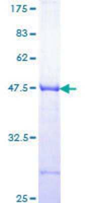 SDS-PAGE: Recombinant Human LRRFIP1 GST (N-Term) Protein [H00009208-Q01]