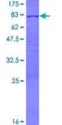 SDS-PAGE: Recombinant Human PDLIM7 GST (N-Term) Protein [H00009260-P01]