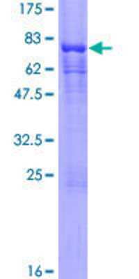 SDS-PAGE: Recombinant Human COP9 signalosome complex subunit 2 GST (N-Term) Protein [H00009318-P01]