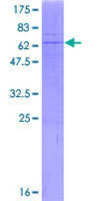 SDS-PAGE: Recombinant Human B4GALT6 GST (N-Term) Protein [H00009331-P01]