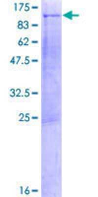 SDS-PAGE: Recombinant Human KIF3B GST (N-Term) Protein [H00009371-P01]